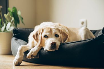 Hund som sover komfortabelt i en moderne hundeseng