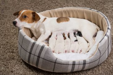 Hund og valper i tilpasset seng