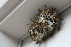 Dronningveps og vepsebol