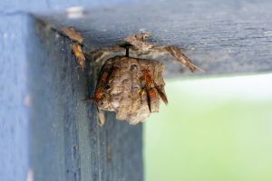 Vepsebol under bygging