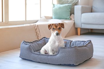 Hund som sitter i en rund hundeseng med høye, myke kanter