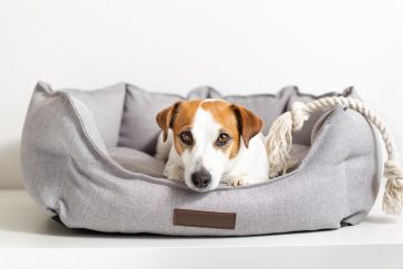 Rund hundeseng med høye kanter, laget for små hunderaser