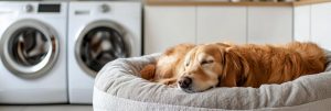 Hundeseng med avtagbart trekk klar til vask