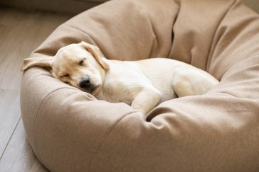Liten hund som hviler hodet på kanten av en hundeseng
