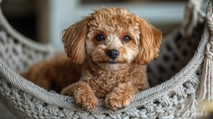 liten hund i veldig liten hundeseng