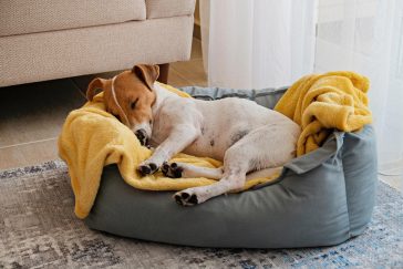 Ortopedisk hundeseng med memory foam for store hunder