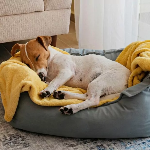 Ortopedisk hundeseng med memory foam for store hunder