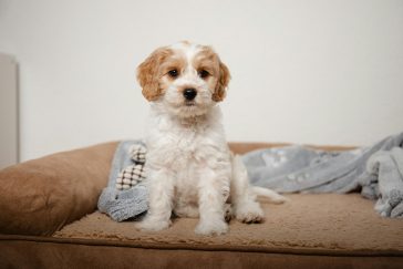 Hundeseng for valp med et teppe