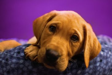 Valp som sover trygt i en myk, liten hundeseng